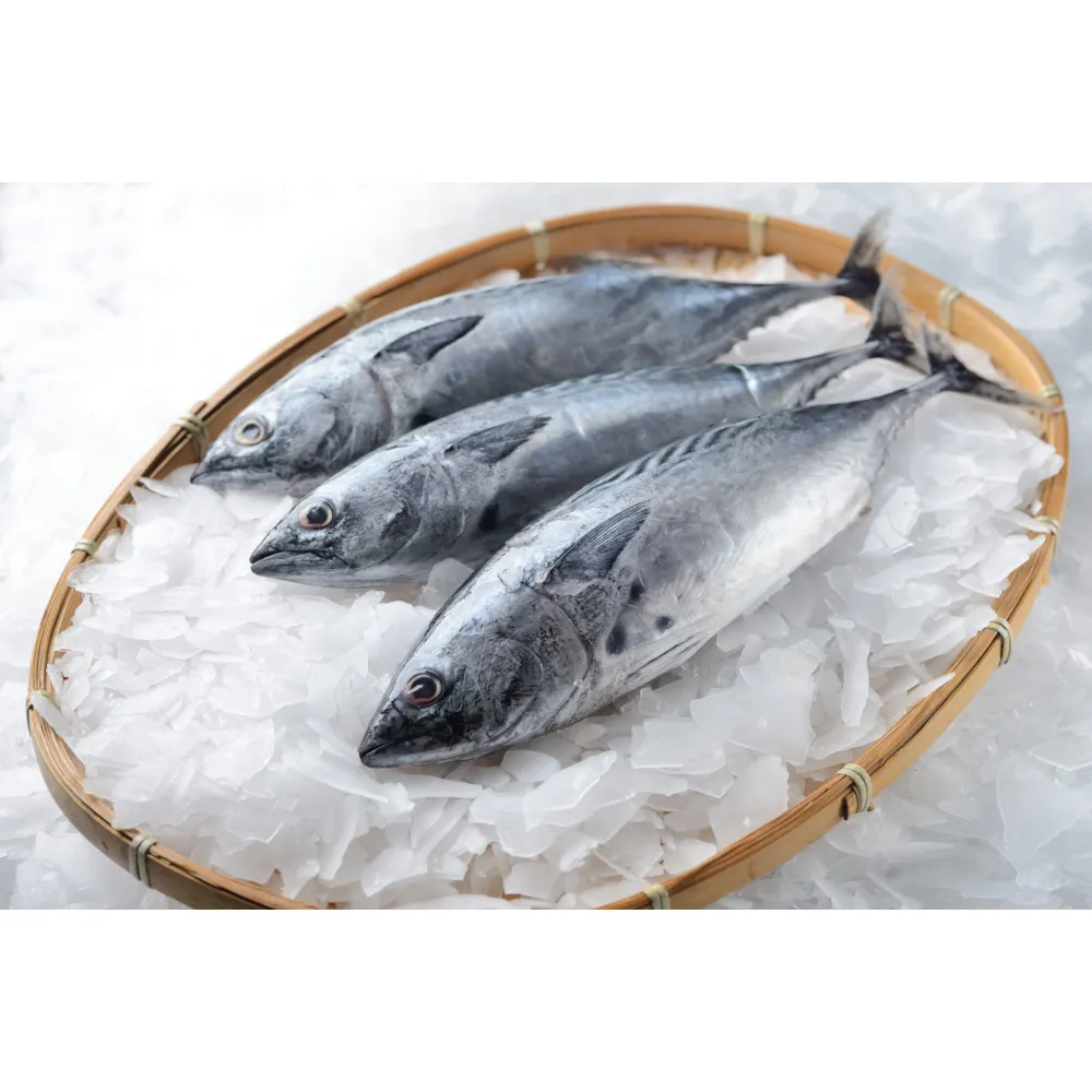 Ice maker SC600-S, 600kg/24h